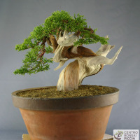 bonsai shoin