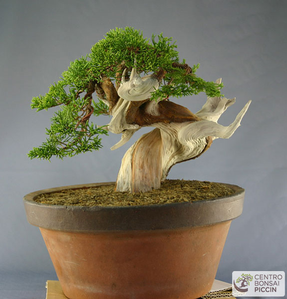 bonsai shoin