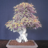 bonsai su roccia