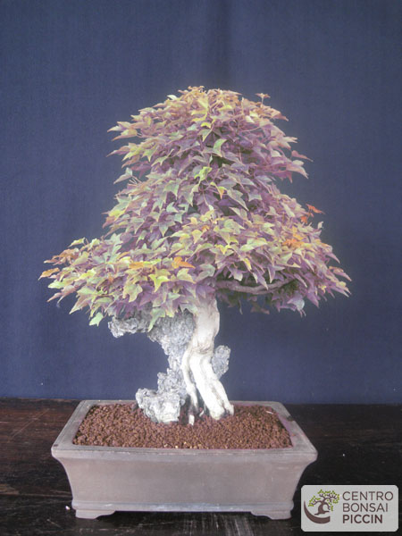 bonsai su roccia