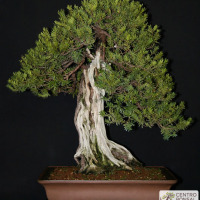 bonsai tasso milano