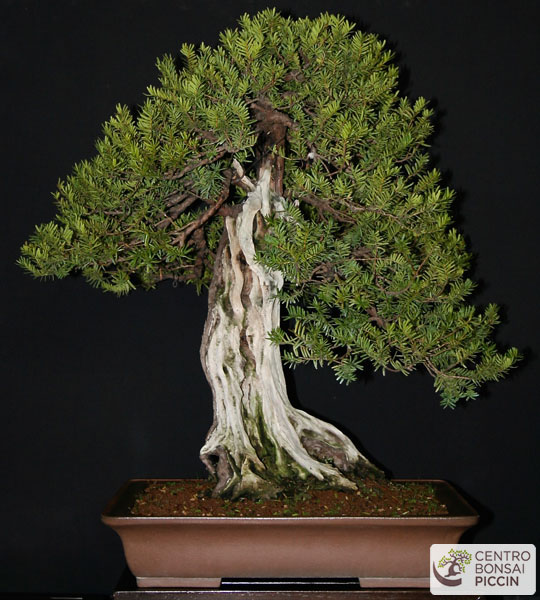 bonsai tasso milano