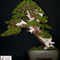 bonsai taxus