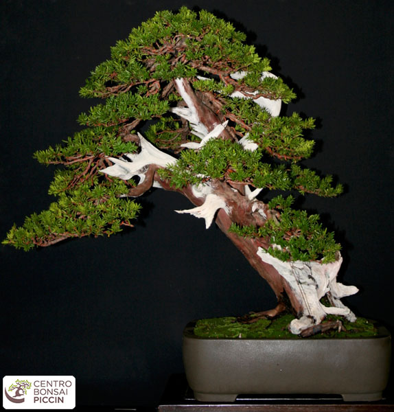 bonsai taxus