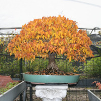 bonsai zelkova autunno
