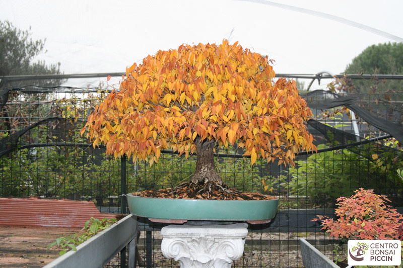 bonsai zelkova autunno