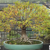 zelkova bonsai