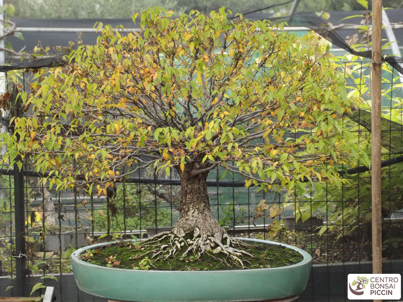 zelkova bonsai