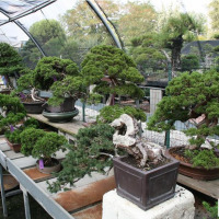 bonsai esemplari