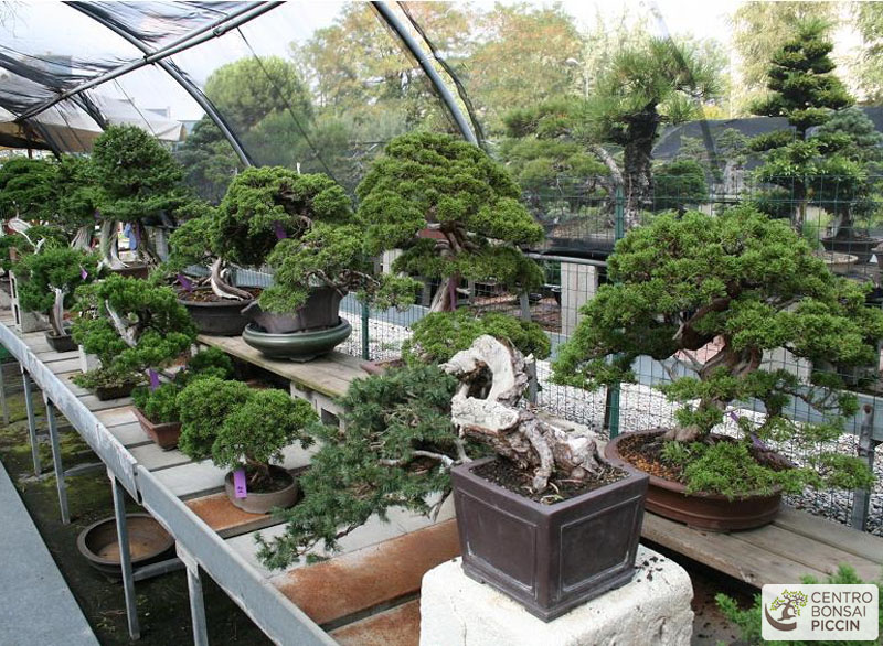 bonsai esemplari