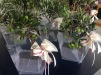 bomboniere bonsai
