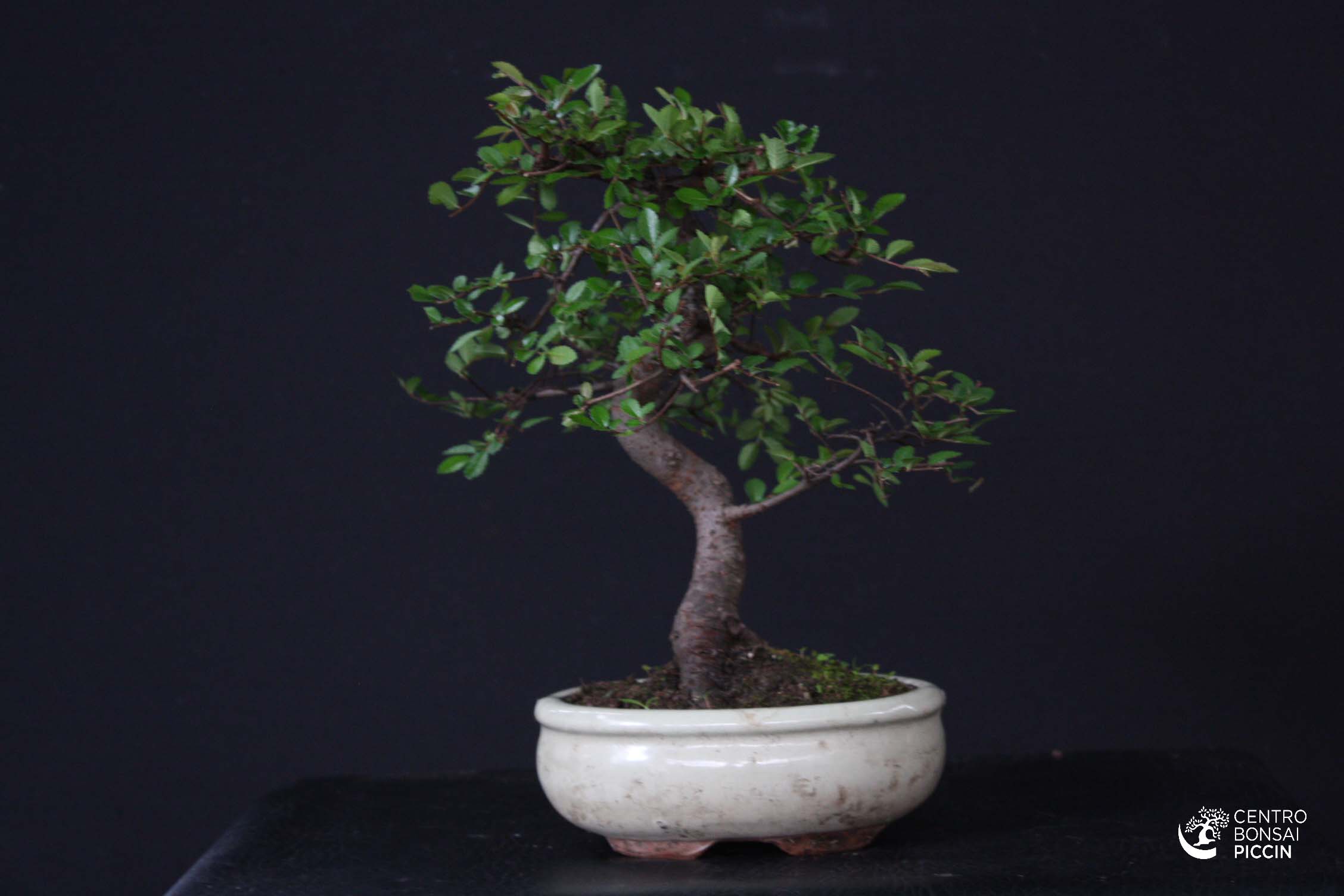 Bomboniera Bonsai Olmo Medio 2 Bonsai Piccin