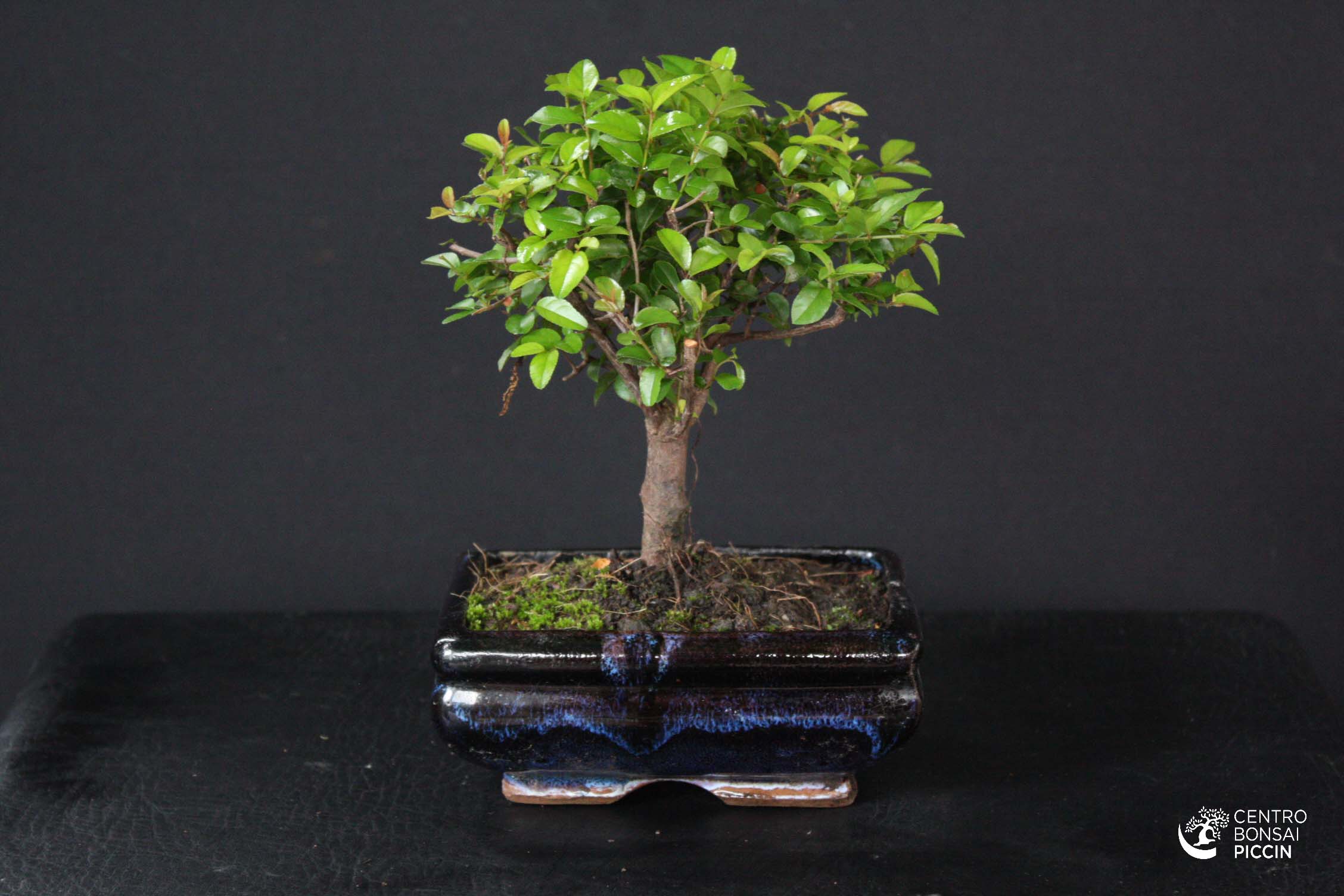 Bomboniera Bonsai Piccolo Bonsai Piccin