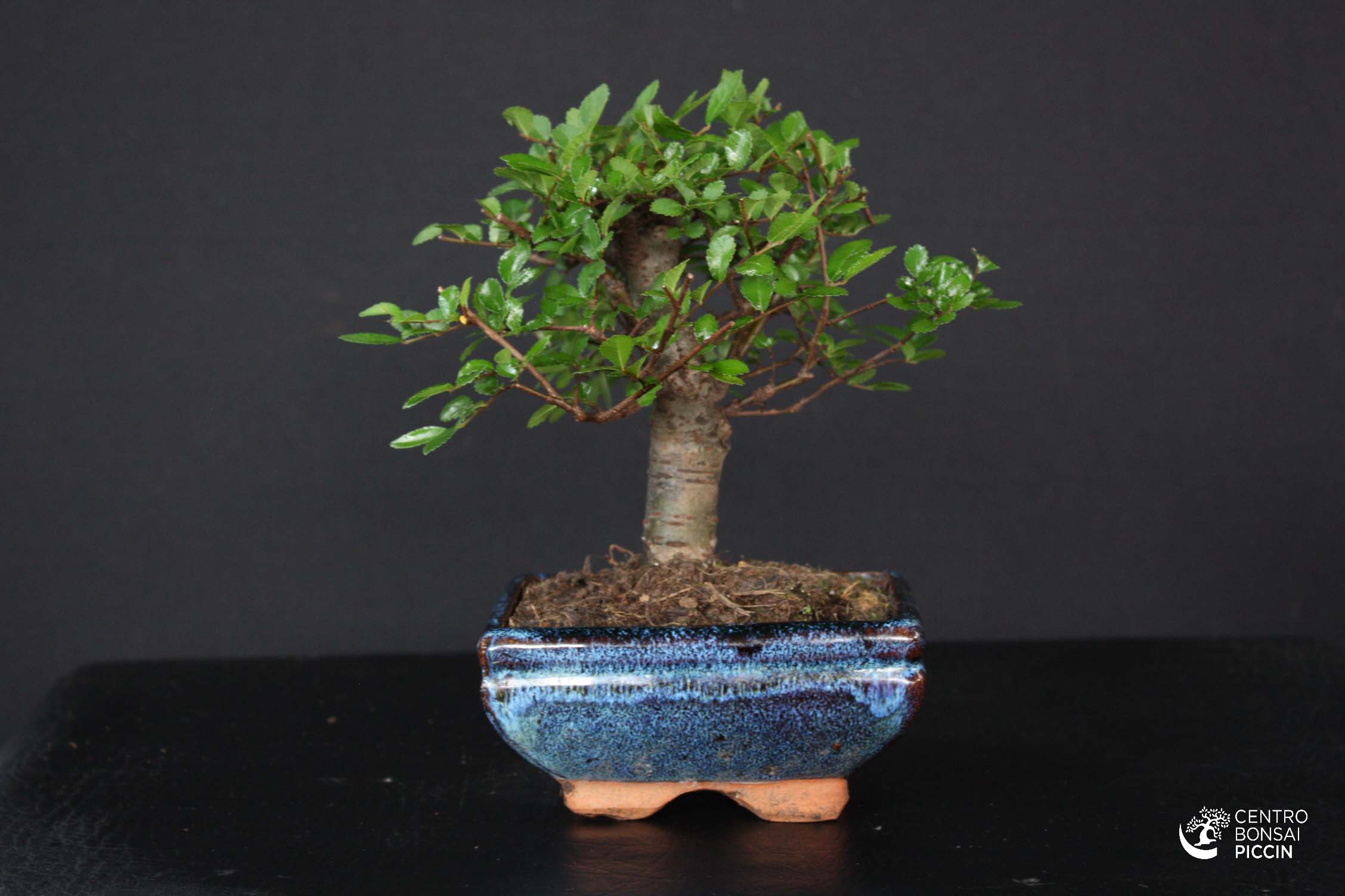 Bomboniera Bonsai Olmo Piccolo Bonsai Piccin